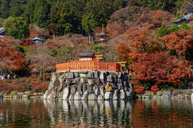 Oak Japonya 'da sonbahar zamanı