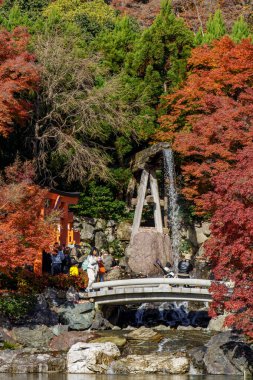 Oak Japonya 'da sonbahar zamanı