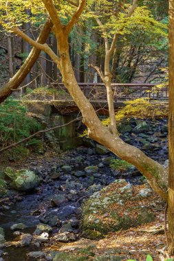 Oak Japonya 'da sonbahar zamanı