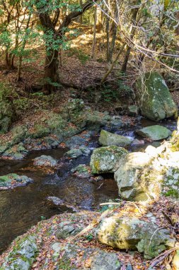 Oak Japonya 'da sonbahar zamanı