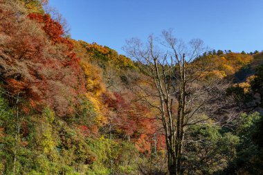 Oak Japonya 'da sonbahar zamanı