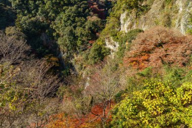 Oak Japonya 'da sonbahar zamanı