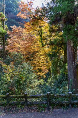 Oak Japonya 'da sonbahar zamanı
