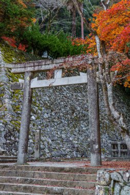 Oak Japonya 'da sonbahar zamanı