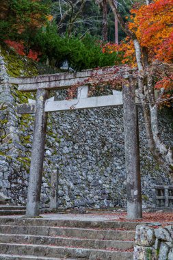 Oak Japonya 'da sonbahar zamanı