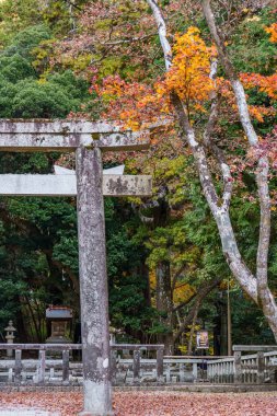 Oak Japonya 'da sonbahar zamanı