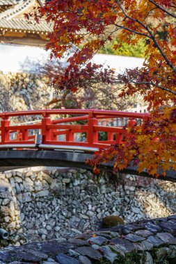 Oak Japonya 'da sonbahar zamanı