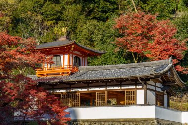 Oak Japonya 'da sonbahar zamanı