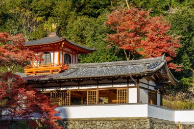 Oak Japonya 'da sonbahar zamanı