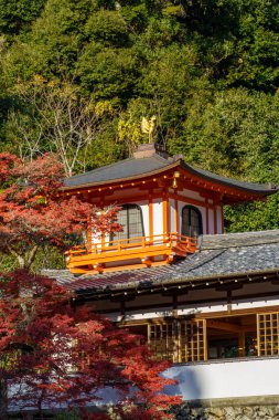 Oak Japonya 'da sonbahar zamanı