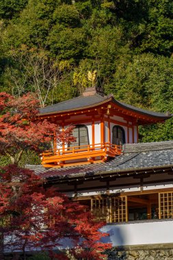 Oak Japonya 'da sonbahar zamanı