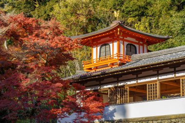 Oak Japonya 'da sonbahar zamanı