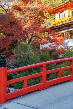 Oak Japonya 'da sonbahar zamanı