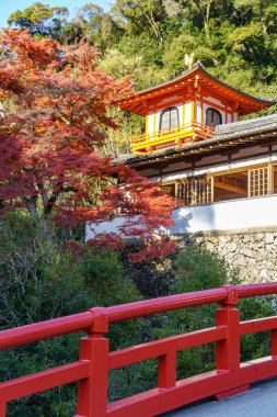 Oak Japonya 'da sonbahar zamanı