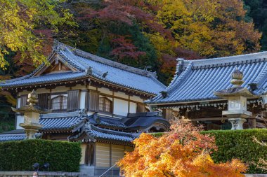 Oak Japonya 'da sonbahar zamanı