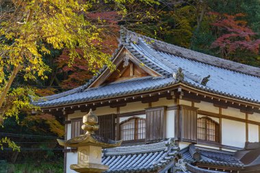 Oak Japonya 'da sonbahar zamanı