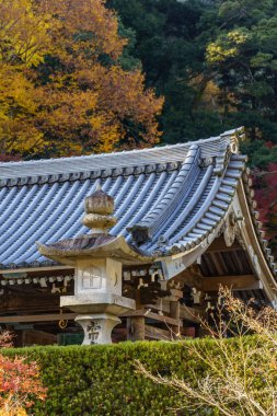 Oak Japonya 'da sonbahar zamanı