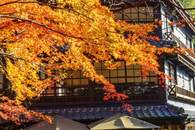 Oak Japonya 'da sonbahar zamanı