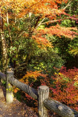 Oak Japonya 'da sonbahar zamanı