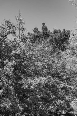 Japonya 'da Osaka yakınlarında sonbahar zamanı