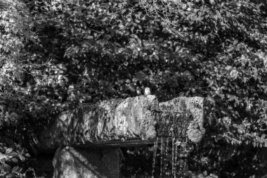 Japonya 'da Osaka yakınlarında sonbahar zamanı