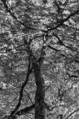 Japonya 'da Osaka yakınlarında sonbahar zamanı