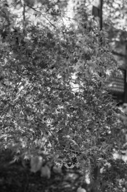 Japonya 'da Osaka yakınlarında sonbahar zamanı