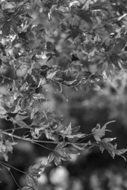 Japonya 'da Osaka yakınlarında sonbahar zamanı