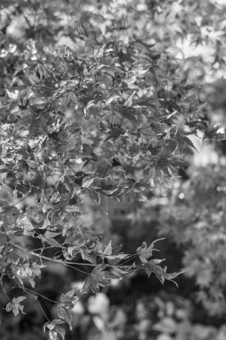 Japonya 'da Osaka yakınlarında sonbahar zamanı