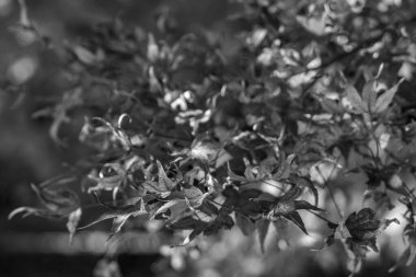 Japonya 'da Osaka yakınlarında sonbahar zamanı