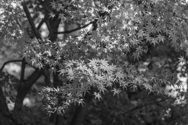 Japonya 'daki osaka şehri.