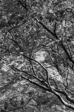 Japonya 'daki osaka şehri.