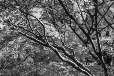 Japonya 'daki osaka şehri.