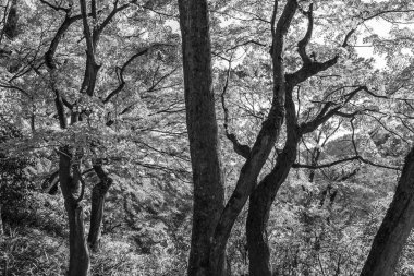 Japonya 'daki osaka şehri.