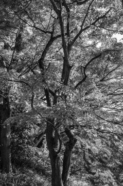 Japonya 'daki osaka şehri.