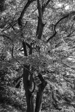 Japonya 'daki osaka şehri.