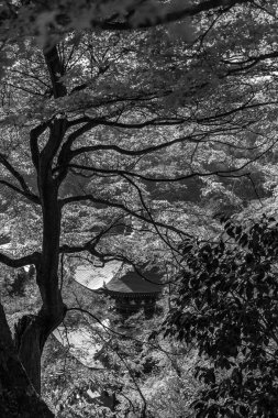 Japonya 'daki osaka şehri.