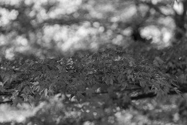 Japonya 'daki osaka şehri.