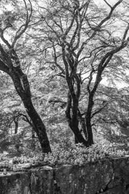 Japonya 'daki osaka şehri.