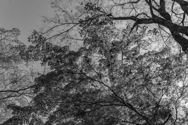 Japonya 'daki osaka şehri.