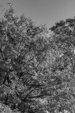 Japonya 'daki osaka şehri.