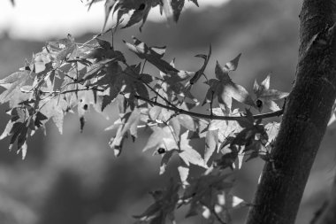 Japonya 'daki osaka şehri.