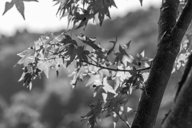 Japonya 'daki osaka şehri.