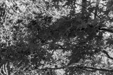 Japonya 'daki osaka şehri.