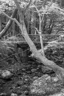 Japonya 'daki osaka şehri.