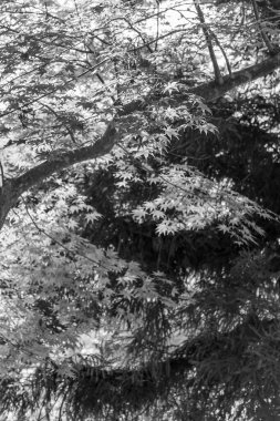 Japonya 'daki osaka şehri.