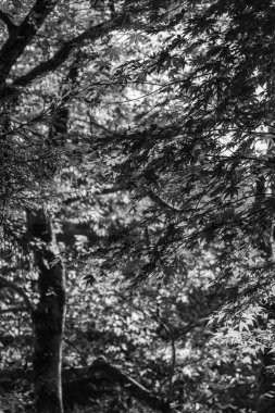 Japonya 'daki osaka şehri.