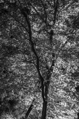 Japonya 'daki osaka şehri.