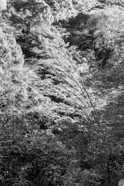 Japonya 'daki osaka şehri.