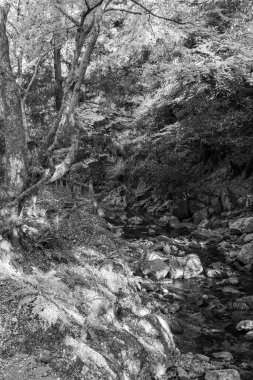 Japonya 'daki osaka şehri.